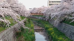 DSC_0990山崎川2017年.JPG