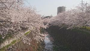 DSC_3353山崎川桜２０１９年.JPG