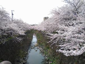 DSC_0829山崎川の桜２０２２.JPG