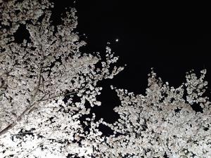 20230328_191703山崎川の桜ライトアップ.JPG
